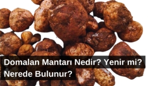 domalan-mantari-nedir-cover-2