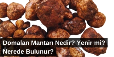 domalan-mantari-nedir-cover-2