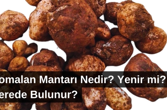 domalan-mantari-nedir-cover-2