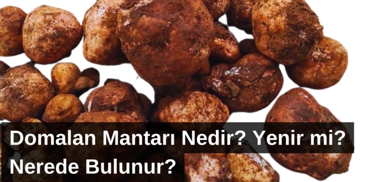 Domalan Mantarı Nedir? Yenir mi? Nerede Bulunur?